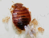 Bedbug egg - T-Detect - Geneva